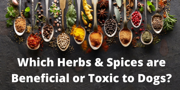 What herbs are toxic to sale dogs